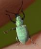 Phyllobius sp.